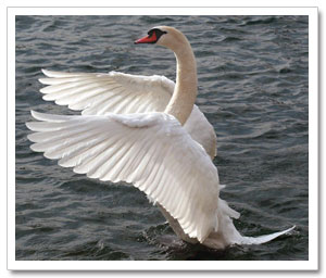 White Swan